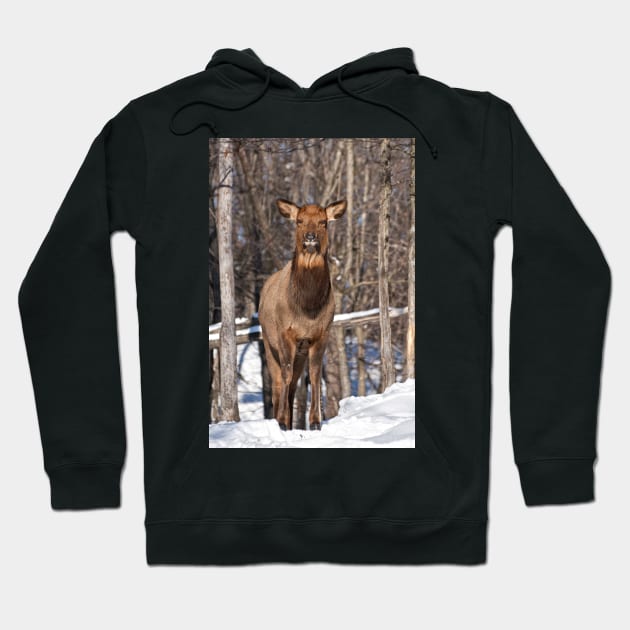 Elk Hoodie by jaydee1400